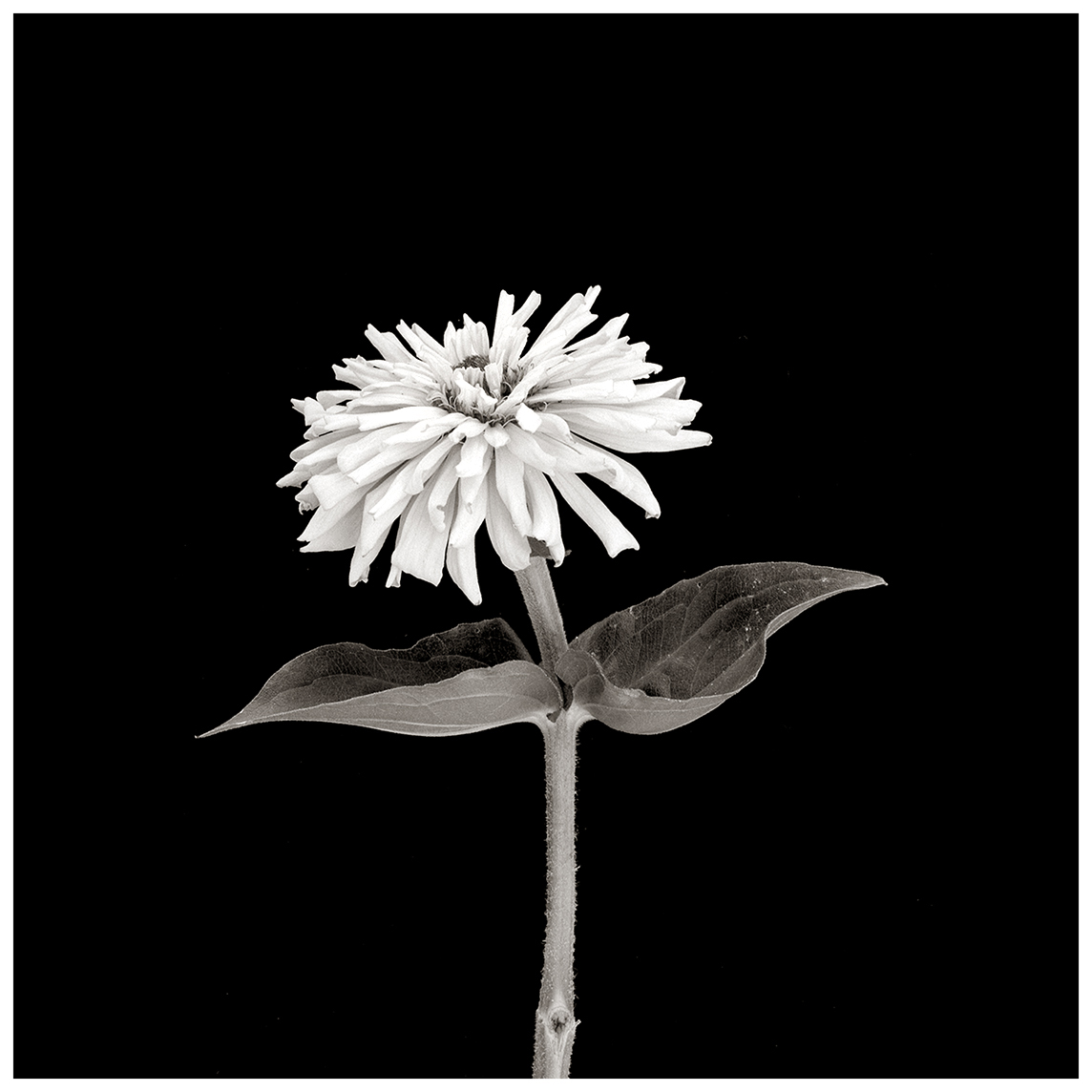 BalletFlower_web_v2