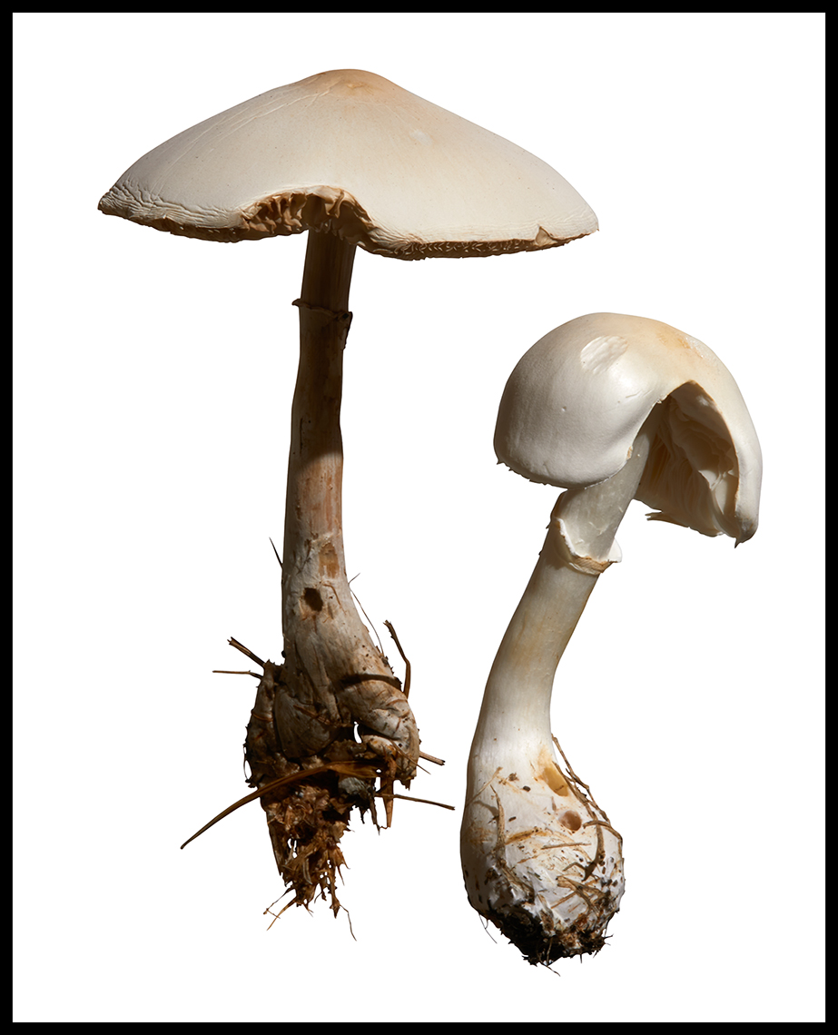 Mushrooms_web